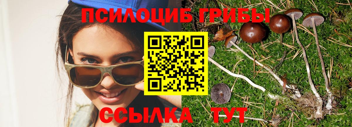 Зеленогорск  Псилоцибиновые грибы MAGIC MUSHROOMS  Вход с VPN 